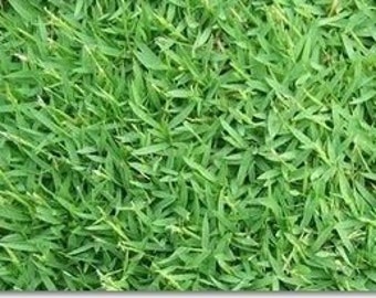 Carpet Grass Seed (Raw)