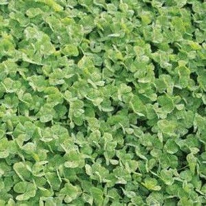 May include: A dense field of green clover, with each leaf showcasing a three-leaf pattern. The image is a close-up, highlighting the texture and vibrant color of the foliage. The clover appears healthy and lush, creating a natural, textured background.