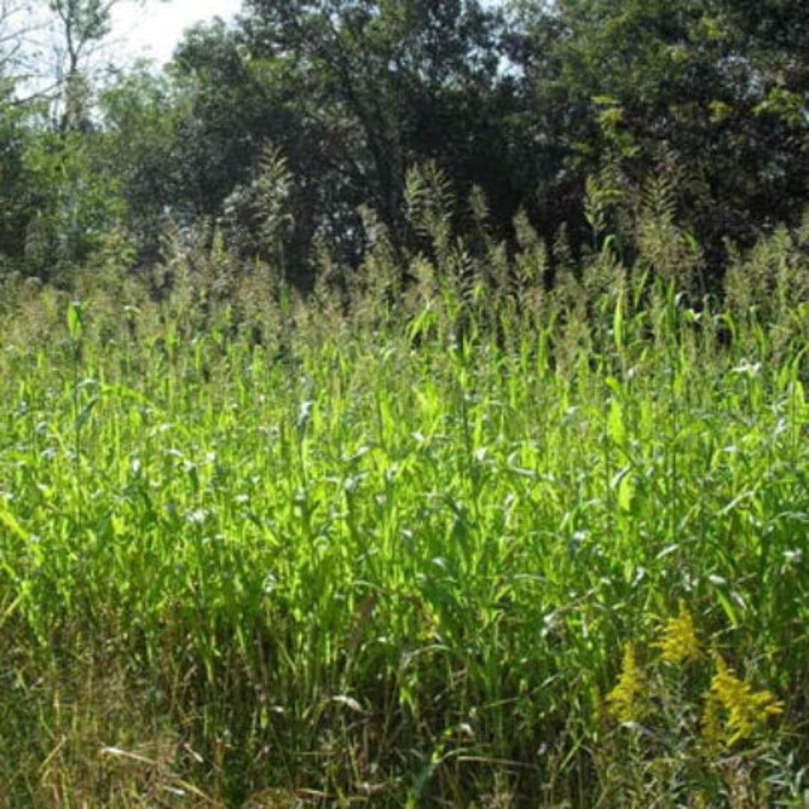 Preorder for Spring Egyptian Wheat Seed Etsy