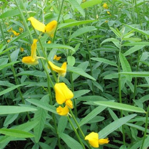 May include: A field of green plants with yellow flowers. The flowers are in bloom and have a delicate, butterfly-like shape.
