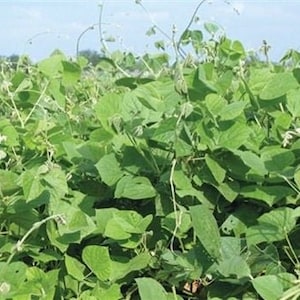 May include: A field of green bean plants growing in rows. The plants are tall and have many leaves. The beans are not yet visible.