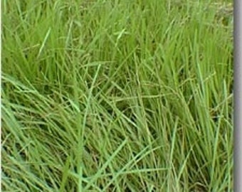 Pensacola Bahia Grass Seed (Coated)