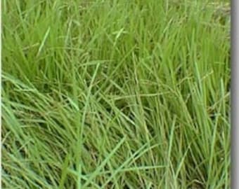 Pensacola Bahia Grass Seed (Coated)