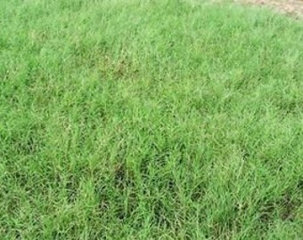 Giant Bermuda Grass Seed Hulled