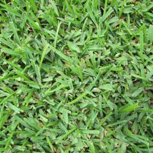 May include: Close-up of vibrant green grass blades, showcasing a dense, textured lawn. The image highlights the natural color and detail of the grass, perfect for landscaping or gardening themes. The blades are closely packed, creating a lush, healthy appearance.