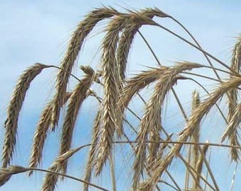 Wrens Abruzzi Rye Seed