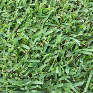 May include: Close-up of lush, green grass blades. The image shows a dense patch of grass, with each blade varying in length and direction. The color is a vibrant green, suggesting healthy growth. The texture appears soft and natural.