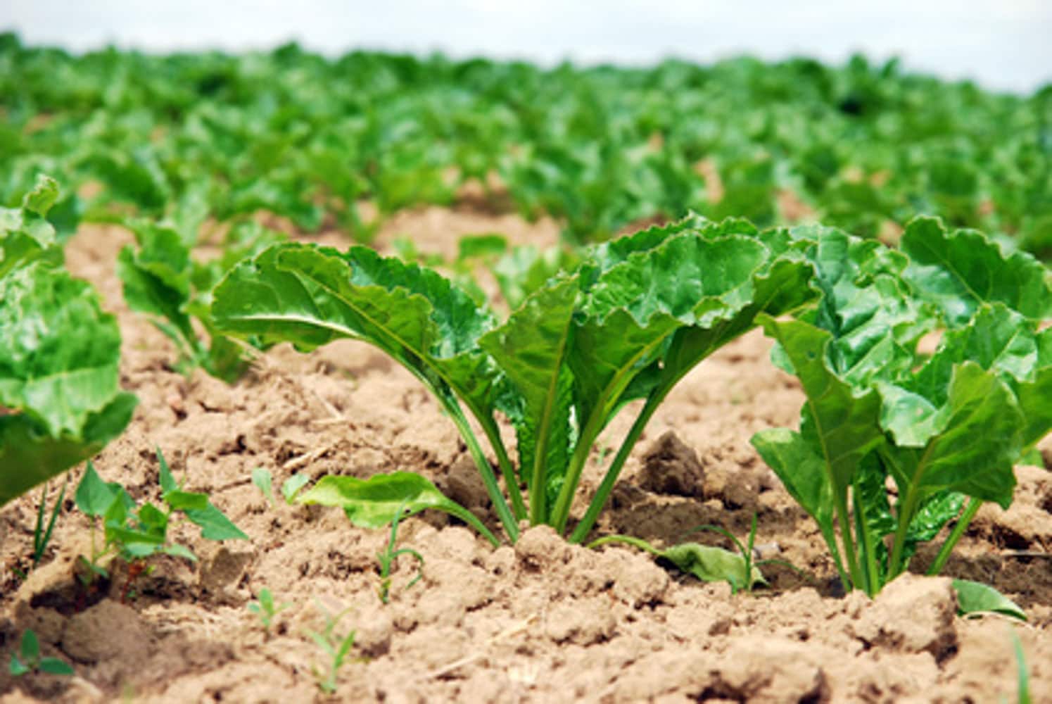 Sugar Beet Food Plot