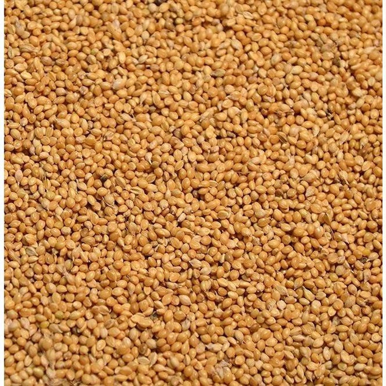 German Golden Foxtail Millet Seed - Etsy