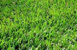 Durva Grass Plant - Etsy