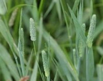 timothy grass seed for rabbits