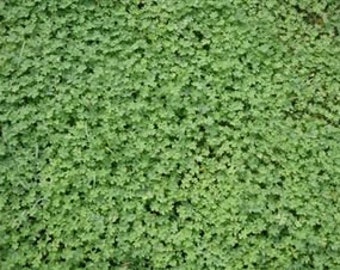 Micro Clover Seed (Coated)