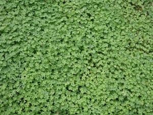 Micro Clover Seed (Coated)