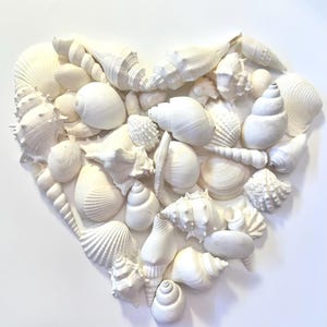 May include: A heart-shaped arrangement of white seashells of various sizes and shapes. The shells are arranged in a random pattern, creating a visually appealing and organic design.