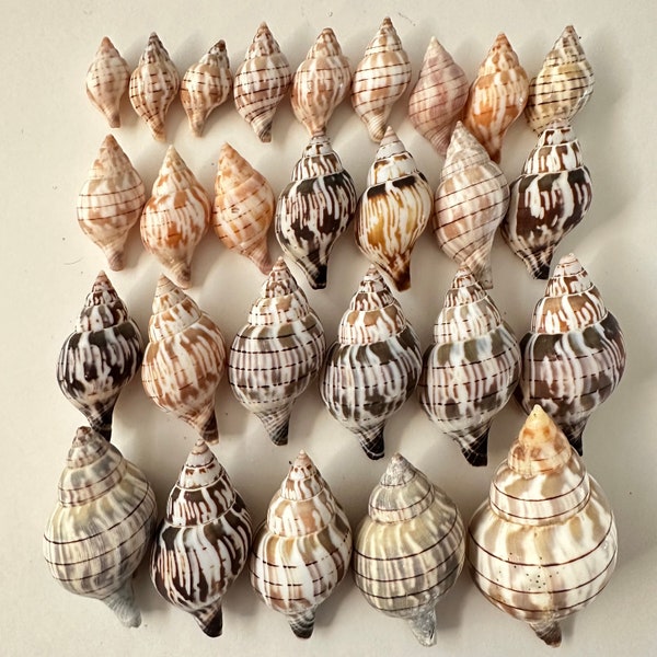 Florida Banded Tulip Seashells, Natural (Not Drilled) or Drilled, Craft Shells, Beach Wedding Decor & Favors, Jewelry, Sea Shells, Shells