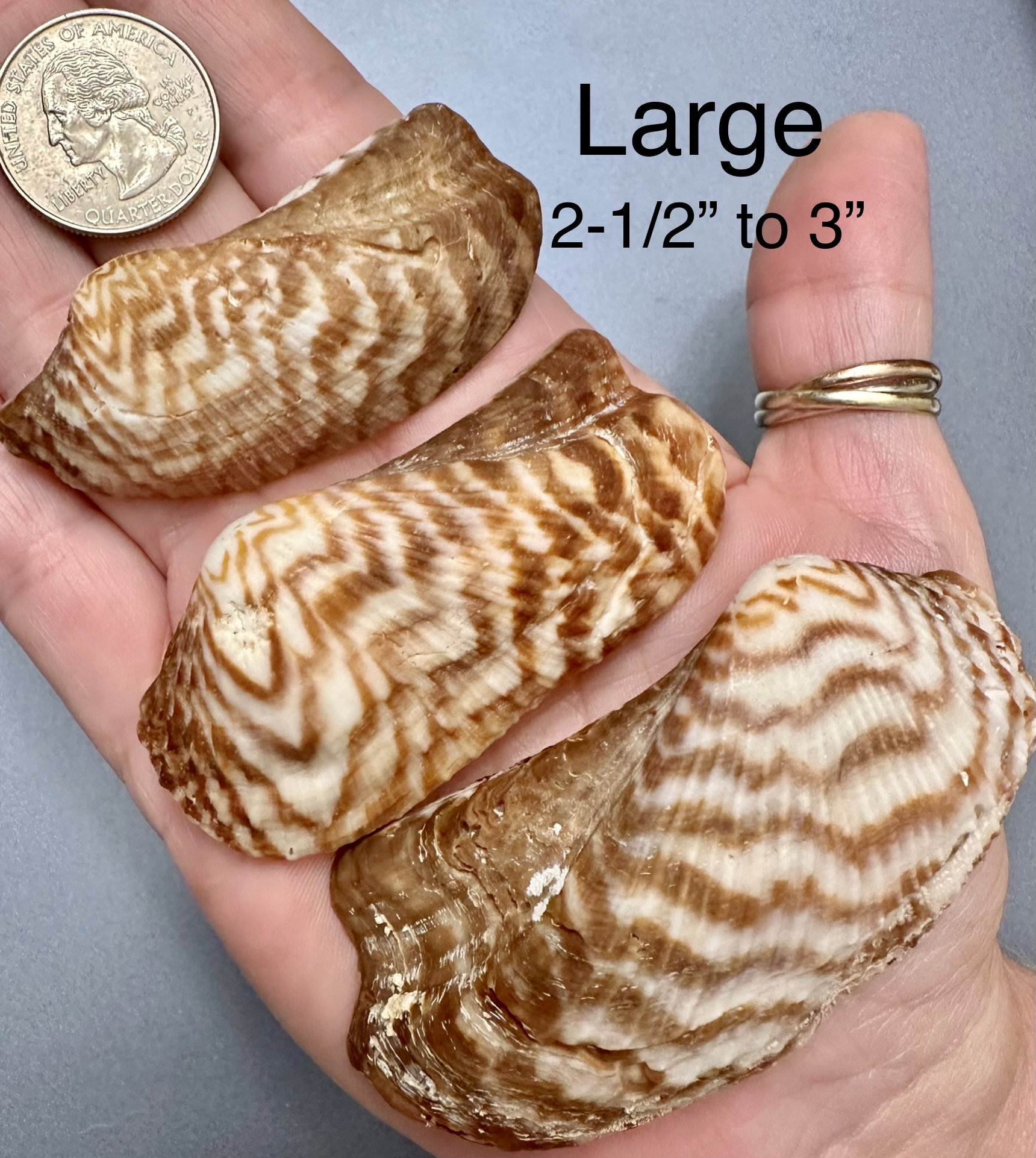 Turkey Wing Seashells(5), You Choose Size, Natural (not Drilled