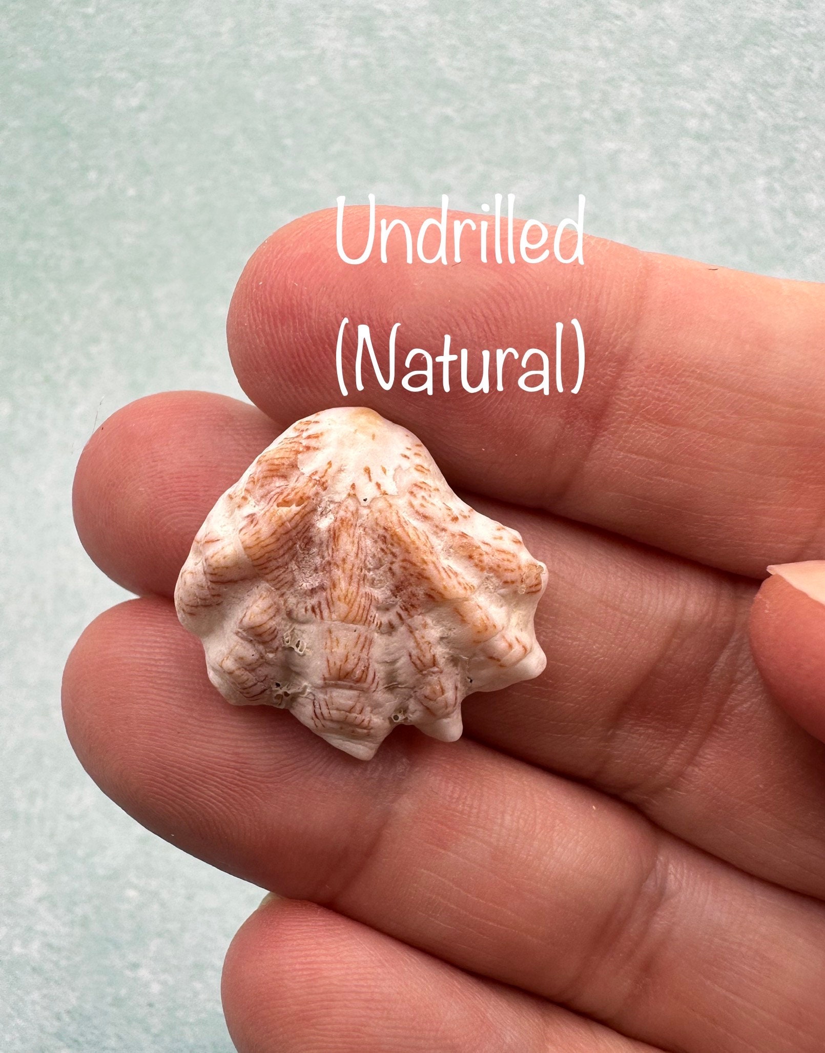 Florida Kitten's Paws Cat's Paws Seashells Natural - Etsy