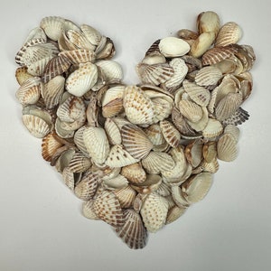 May include: A heart shape made of many small, white and brown seashells.