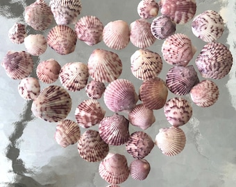 May include: A heart shape made of pink and white seashells with brown stripes. The shells are arranged in a heart shape on a light grey surface.