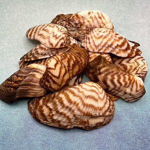 May include: A group of brown and white seashells with a striped pattern. The shells are arranged in a pile on a light blue background.