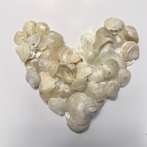 Florida White Cream Jingle Seashells, Natural or Drilled, Craft Shells, Mermaids Toes, Sailors Valentines, Beach Wedding - You Choose Size