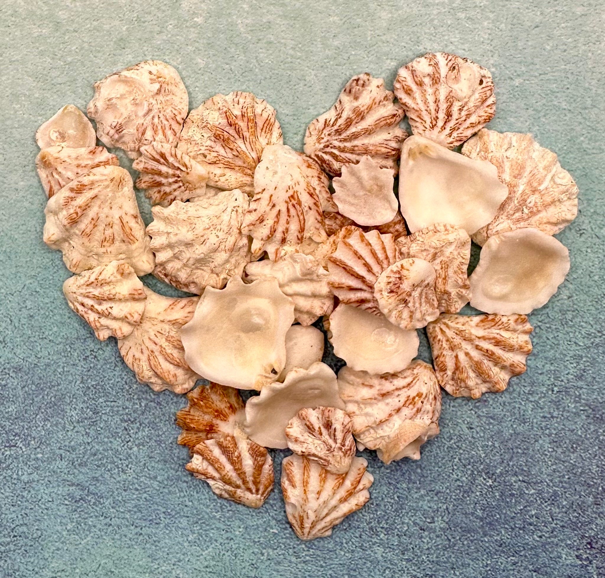 Florida Kitten's Paws Cat's Paws Seashells Natural - Etsy