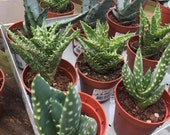 Assorted Aloe Vera Succulents - Haworthia (8cm-10cm)