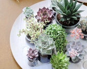Mini and Small Succulents