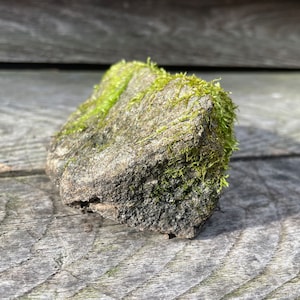 May include: A small, gray rock covered in green moss. The rock is sitting on a wooden surface.
