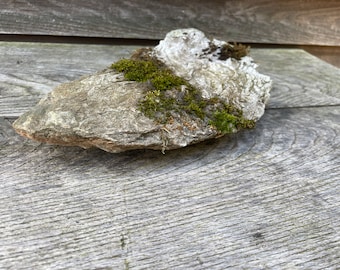 Roca de musgo y líquenes reales: exhibición natural cuidadosamente seleccionada para terrarios, decoración serena de jardines y patios, regalo ideal para inauguración de la casa