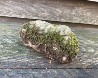 Jardín de rocas con musgo viviente: decoración de terrario con líquenes y musgos naturales: exhibición ecológica para interiores y exteriores: regalo de jardinería único