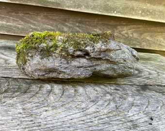 Living Moss Rock Garden - Decoración natural de líquenes y terrarios de musgo - Exhibición ecológica para interiores y exteriores - Regalo de jardinería único
