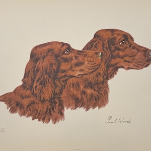 Irish Setters, Vintage Paul Wood Dog Print, 1930s-40s Lithograph, 9x12 Wall Art, Gallery Wall, Two Irish Setters in Profile