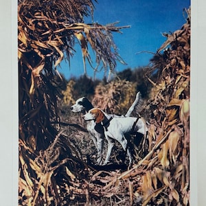 May include: Two white and brown hunting dogs stand in a field of dried corn stalks. The dogs are looking to the left of the frame. The background is a blue sky.