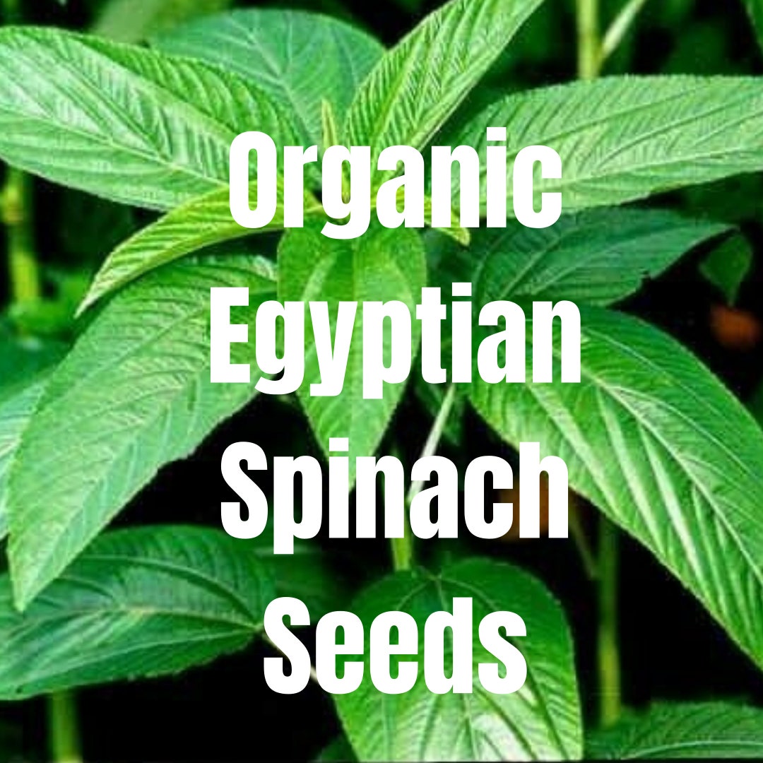 ORGANIC Egyptian Spinach Seeds Etsy