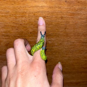 Two Slugs Ring