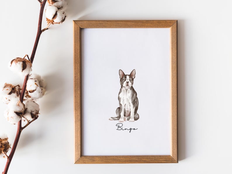 Op de afbeelding: Een ingelijst afdruk van een aquarel van een zittende Boston Terrier hond. De hond is zwart-wit met een bruine neus. De afdruk is op wit papier en heeft de naam "Bingo" eronder geschreven.