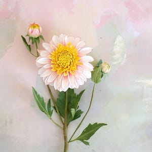 Dalia a stelo singolo, fiori di carta botanici, realizzati a mano in carta crespa, realistici.