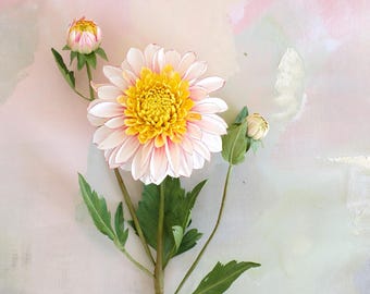 Dalia Polka, tallo único, botánicos de papel, hechos a mano con papel crepé, flores realistas.