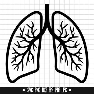 Puede incluir: Ilustración en blanco y negro de pulmones humanos, con estructuras ramificadas detalladas. El diseño es una silueta, adecuado para temas médicos o anatómicos. La parte inferior de la imagen incluye texto que indica formatos de archivo: SVG, PNG, DXF, EPS, PDF, JPG.