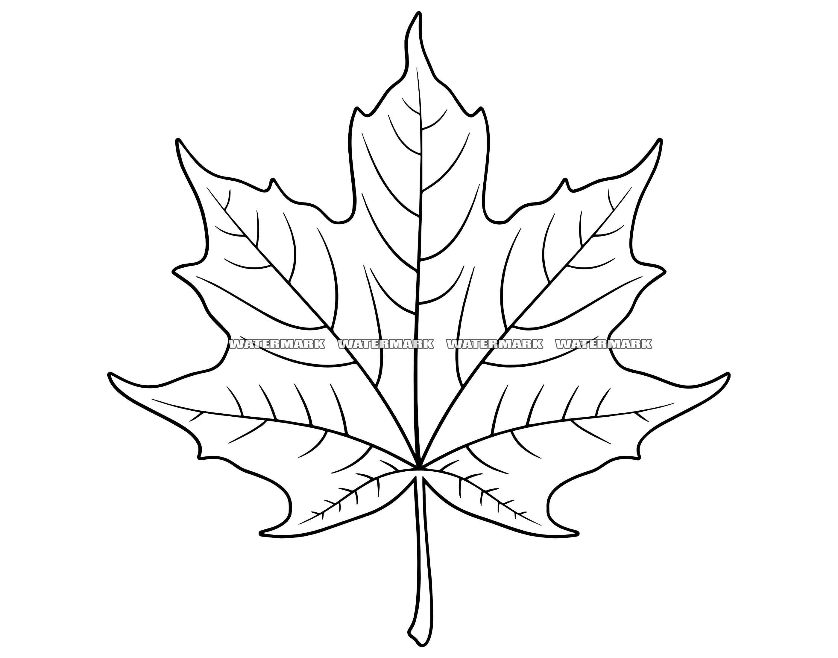 Maple Leaf, Autumn Tree Leafs Line Art. Graphic by prantoart99