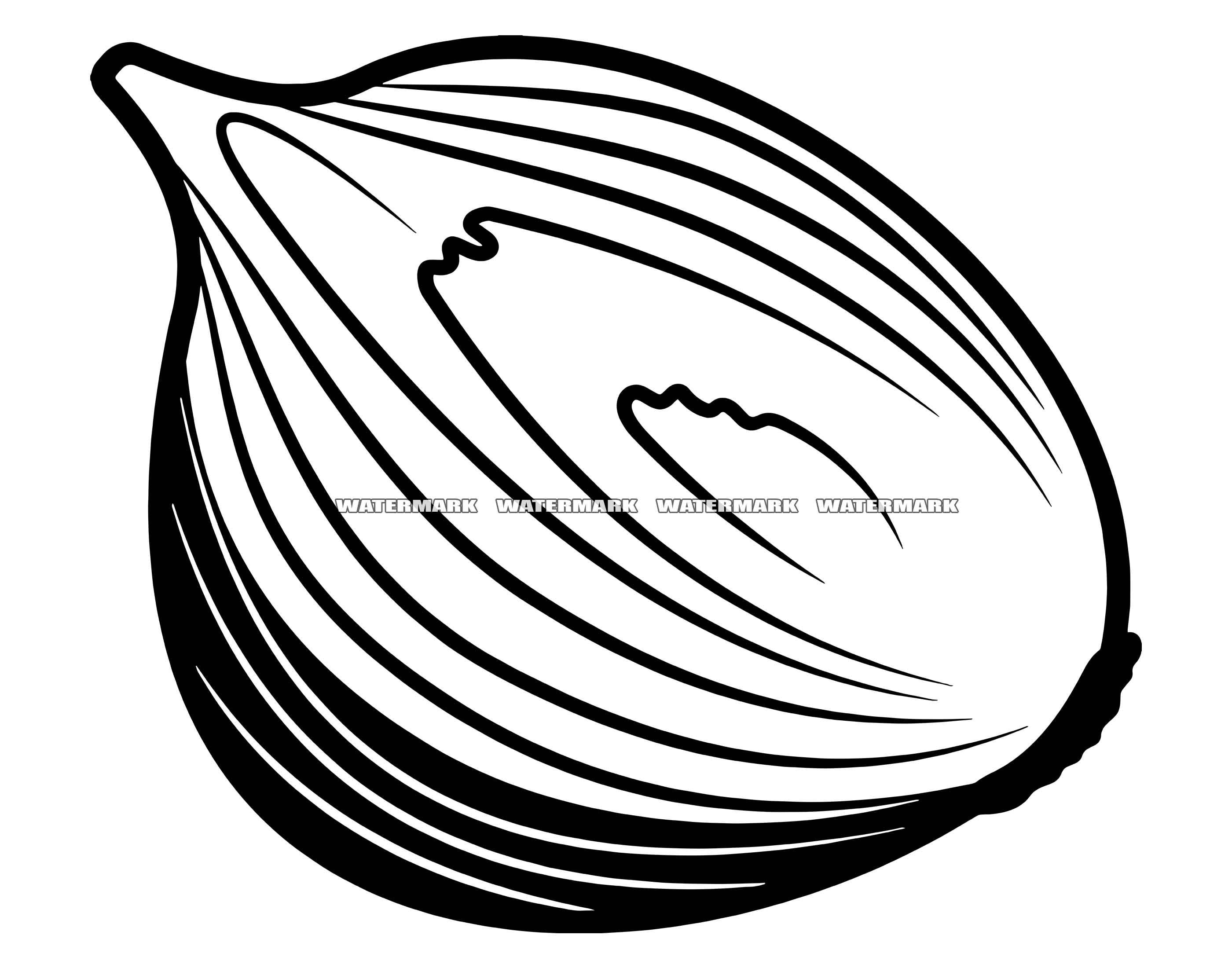 Onion Clip Art Black And White