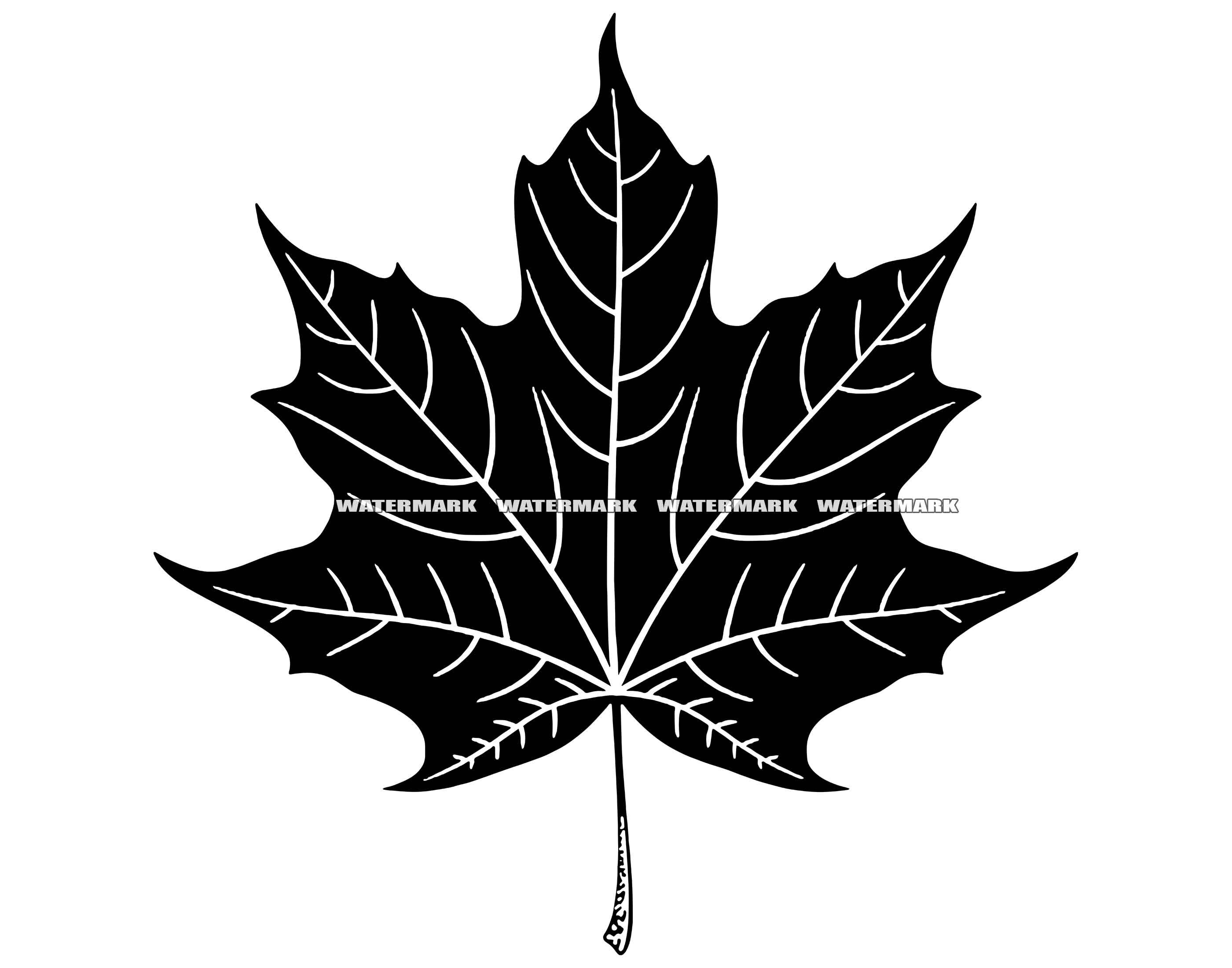 Maple Leaf SVG 1 Maple Leaf DXF, Maple Leaf PNG, Maple Leaf Clipart ...