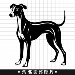 Levriero SVG, Silhouette di cane DXF, Cane elegante PNG, File di taglio del cane, Clipart, File digitale, File Svg, Silhouette