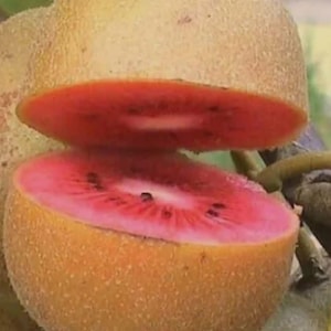 30 frön av röd nyzeeländsk kiwi, ekologisk kiwifrukt