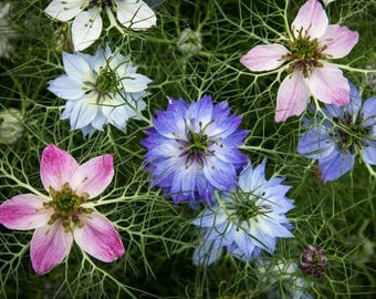 100 semillas de Nigella sativa orgánica (semilla negra), hierba medicinal, especia culinaria, Samen Graine