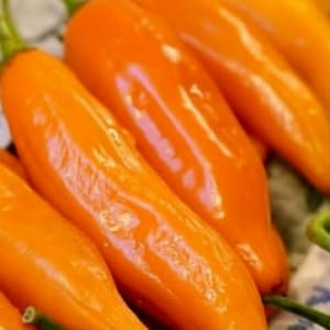 Può includere: Primo piano di diversi peperoni arancioni brillanti con steli verdi. I peperoni hanno una superficie liscia e lucida e sono disposti in diagonale. L'immagine mette in risalto il colore vibrante e la consistenza dei prodotti freschi.