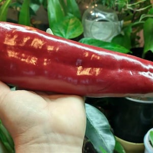 Op de afbeelding: Een grote, langwerpige rode paprika, vastgehouden in een hand, met een glanzend oppervlak. De paprika heeft een helderrode kleur en ziet er vers uit. De achtergrond bevat groen gebladerte en een glimp van een glazen container.