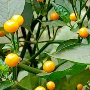 30 Samen Bio Aji Charapita Samen Körner Chili exotische exotische Körner frische samen gemaserte Samen toxum sjeme Cemka llavor