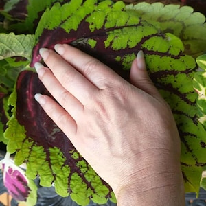 Hervorragende Riese Coleus Tiefe Indigo Pflanze 45 Samen Saad semillas gemaserte Samen Toxum sjeme Cemka llavor